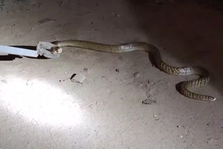 venomous snake caught by fire department