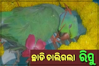 ରୀତି ନୀତିରେ ହେଲା ମୃତ ଶୁଆର ସତ୍କାର