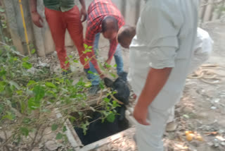 Cow fell in manhole in Greater Noida