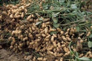 Purchase of groundnut on MSP starts from November 1 in Haryana