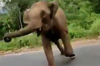 elephant attack