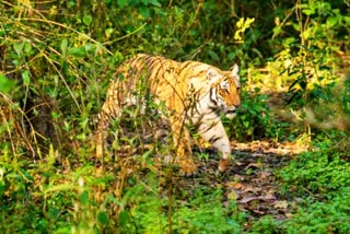 Dudhwa Tiger Reserve