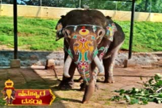 dcf-alexander-talk-about-abhimanyu-elephant