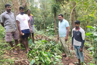 Destroy coffee plantation by forest staff at chikmagalore