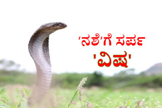 Is the pandemic going to cause shortage of anti-snake venom?