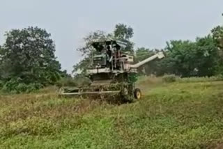 soybean harvesting in Yavatmal