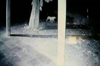 Leopard Confirmation at Jabalpur Veterinary College Campus