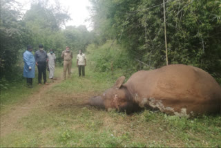 Elephant dies of worm disease in erode