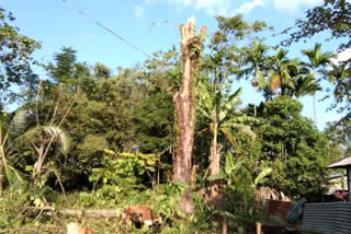 Bishwanath Assam Transport Corporation's deforestation