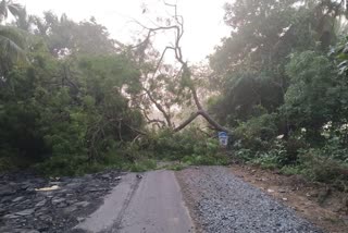 சாலையின் குறுக்கே மரங்களை வெட்டி போட்டு சென்ற நபர்களால் போக்குவரத்து பாதிப்பு