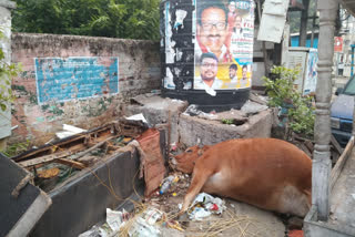 Shock death  Pregnant cow dies after being electrocuted  Pregnant cow dies in chennai  மின்சாரம் பாய்ந்து பசுமாடு உயிரிழப்பு  ஆயுதப்பூஜை கொண்டாட்டம்  பசுமாடு உயிரிழப்பு