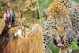 pithoragarh leopard panic