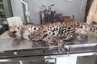 Dead leopard found in chamba