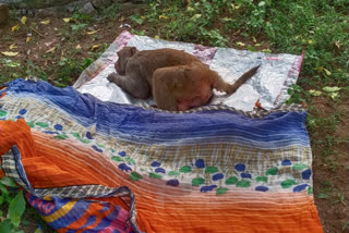 monkeys-in-berhampur