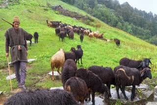 sheep farming