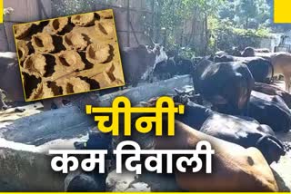 diwali will be illuminated with lamps made from cow dung in shimla