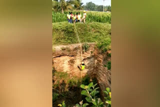 6 peacock cubs that fell into the well