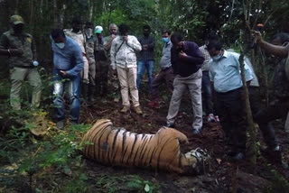 Tiger death