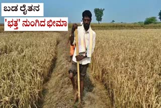 Paddy crop damaged due to flood in Yadgiri