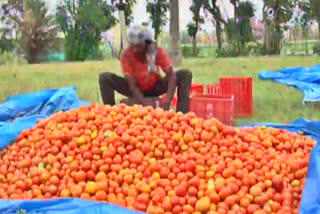 disease-of-tomato-crop-kolara-farmers-loss-news