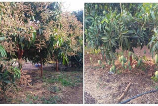 maharashtra mango growers demand repeal the government issued by mango fruit crop insurance scheme