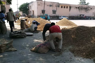 Peanut Sample Fail in apmc : Change this Method or Give Costs Farmers Demand