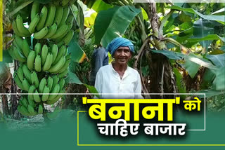 by-collective-farming-farmers-have-produced-a-lot-of-banana-in-latehar