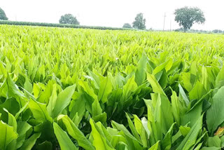 Turmeric crop