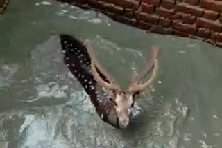 deer died in ratanpur