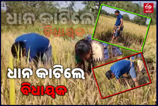 umarkote-mla-nityananda-gand-cutting-corps-on-agriculter-field