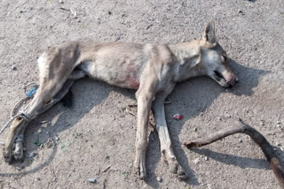 Wolf Attack In Raichur