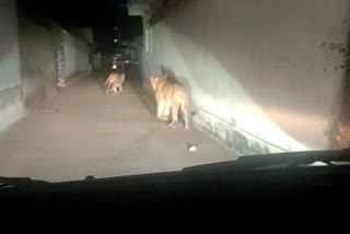 lion being harassed