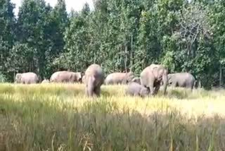 elephants-herd-rage-in-gumla