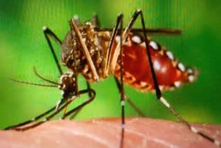 dengue and malaria cases in delhi