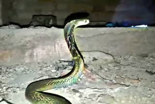 सांप के काटने से मौत, कोटा न्यूज, child death due to bite in Kota, Death by snake bite