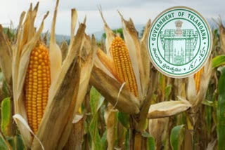 telangana government focus on maize procurement