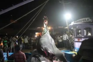 A huge fish weighing 300-400kg is caught in Bhatkal