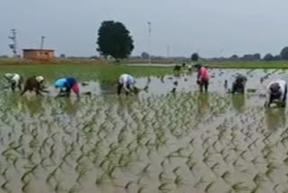 faramers planting at lands