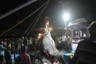 A huge fish weighing 300-400kg is caught in Bhatkal