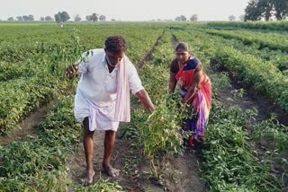 2 acres of chilli crop Destroy  in Bellary