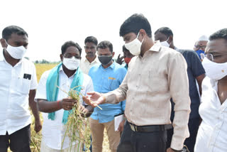 collector narayana reddy visit grain purchasing centers at mentrajpalli in nizamabad