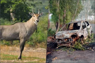 gannar car accident nilgai