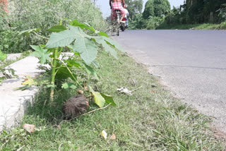 bomb-rescue-in-road-side-in-nadia-shantipur