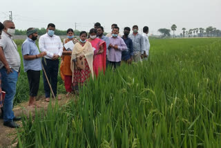 agriculture officers visit mangalagiri mla rk farm