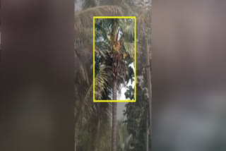 coconut tree burned by electric wire touch