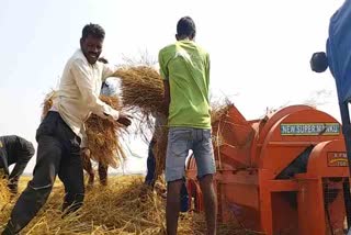 paddy-yield-doubled-in-lohardaga