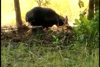 A bear caught in a wire fence