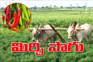 mirchi farmers