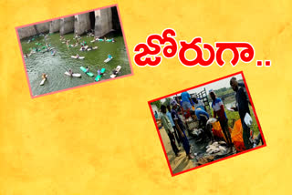 fishes hunting in srsp canal nizamabad district