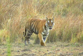 Alert declared in Bandhavgarh National Park